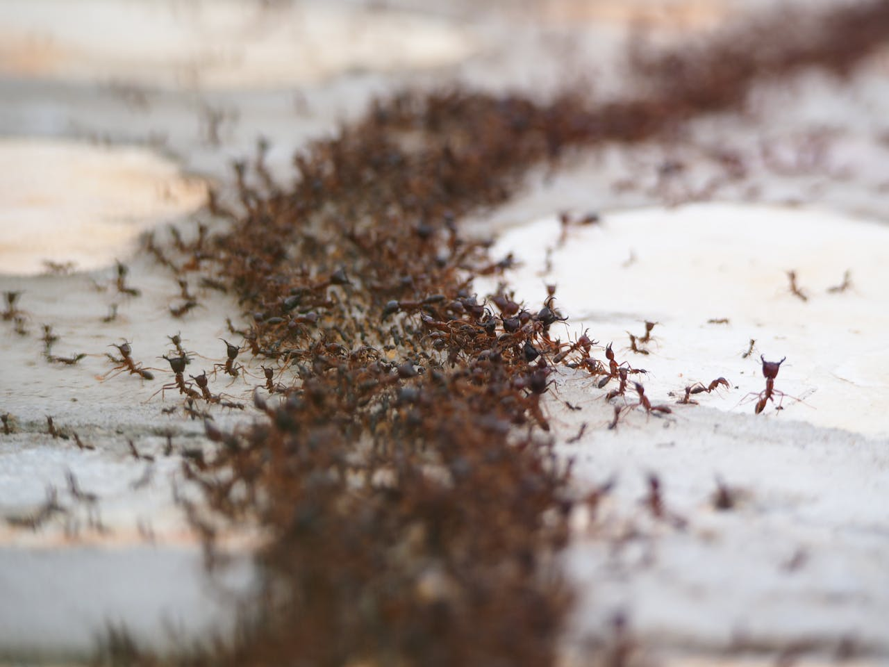 A close-up photograph of a moving colony of ants on the ground, showcasing wildlife behavior.