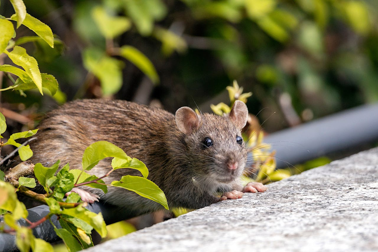 Detailed close-up of a brown rat among green foliage, showcasing wildlife in natural habitat.