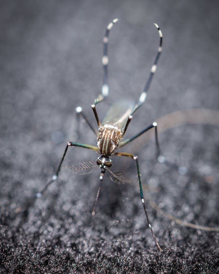 Detailed macro shot of a mosquito against a gray background, Los Angeles.