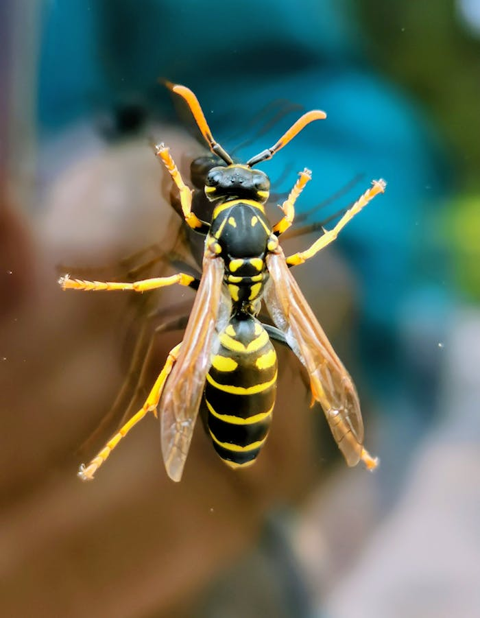Vivid macro shot capturing the intricate details of a European wasp (Vespula germanica) resting on glass.