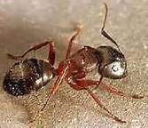 Sugar ants in your kitchen can be annoying. Call (408) 214-6660 to free your kitchen and home of ants. 