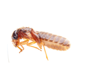 Call First Rate Pest control for a termite inspection of your home or business today! (408) 214-6660